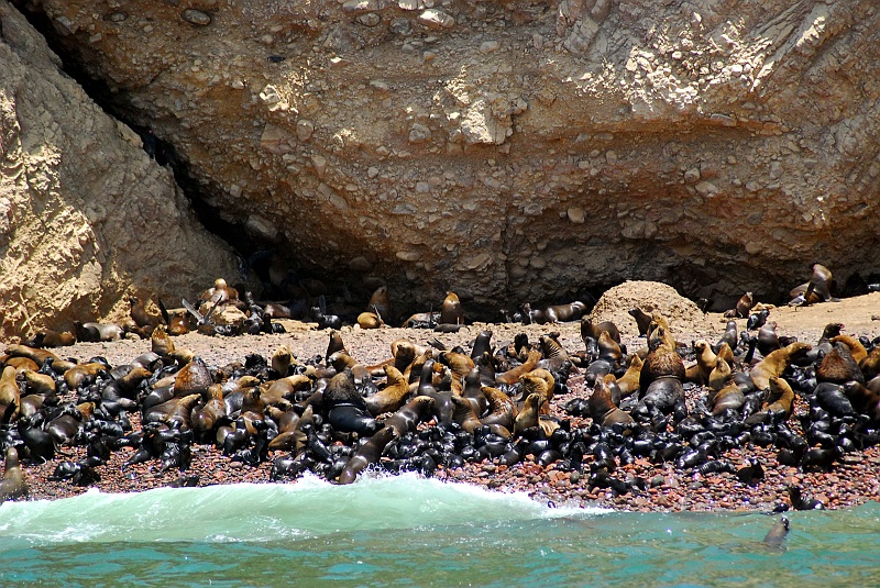 Laura i Astronom-31.JPG - Foki i lwy morkie jedzą tu z ręki, nawet bardziej niż fiordy w Norwegii. (Zdjęcie: Laura i Astronom)